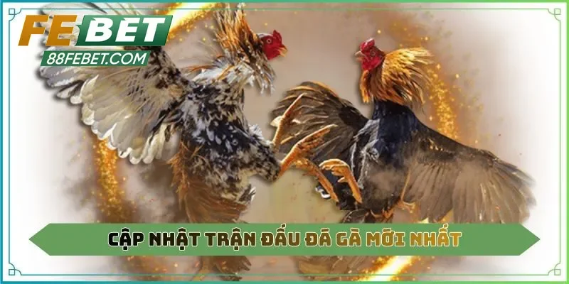 Đá gà - Hình thức giải trí quen thuộc