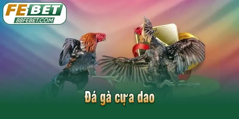 Đá gà cựa dao