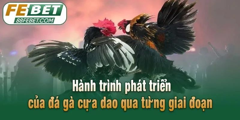 Hành trình phát triển của đá gà cựa dao qua từng giai đoạn 