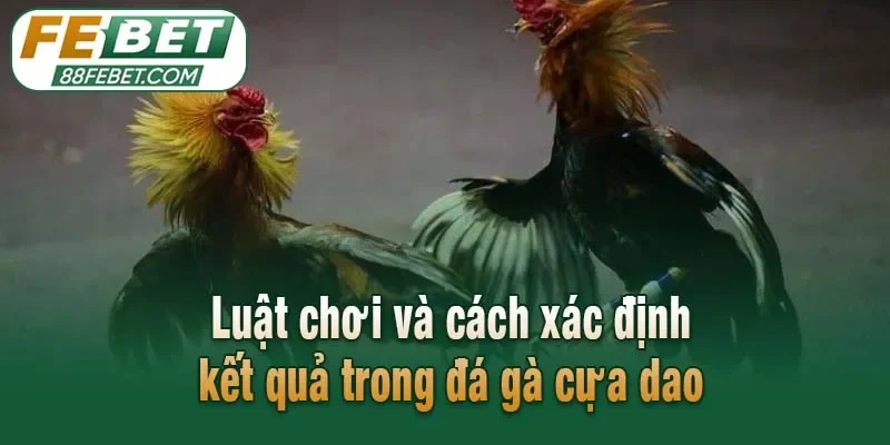 Luật chơi và cách xác định kết quả trong đá gà cựa dao