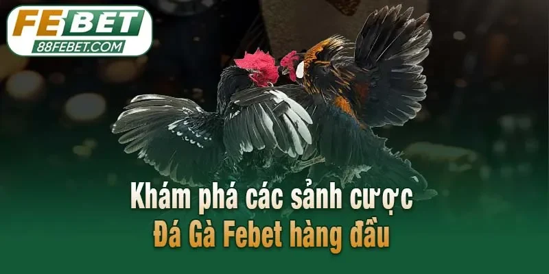 Khám phá các sảnh cược  Đá Gà Febet hàng đầu 