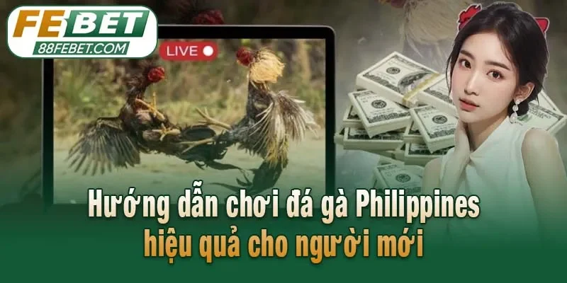 Hướng dẫn chơi đá gà Philippines hiệu quả cho người mới