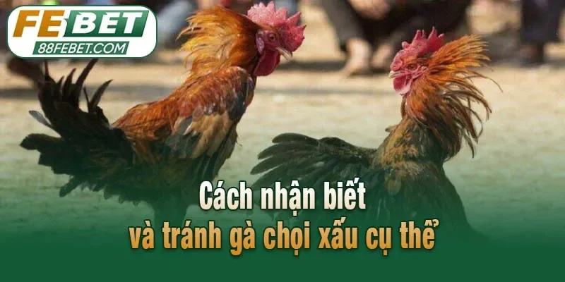 Cách nhận biết và tránh gà chọi xấu cụ thể