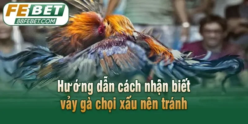 Hướng dẫn cách nhận biết vảy gà chọi xấu nên tránh
