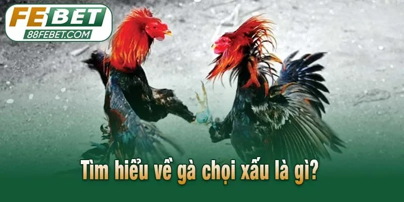 Tìm hiểu về gà chọi xấu là gì?