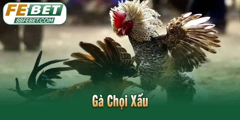 Gà Chọi Xấu